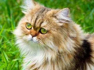 Slagalica «Green eyed cat»