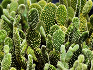 Jigsaw Puzzle «Green cacti»