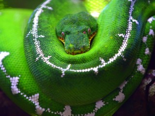 Quebra-cabeça «Green python»
