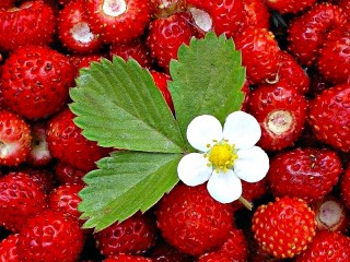 Пазл «Strawberry still-life»