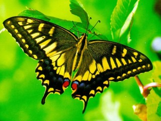 Пазл «Желтая бабочка»