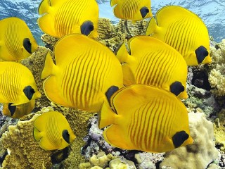 Пазл «Желтые  рыбки»