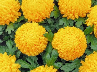 Пазл «Желтые хризантемы»