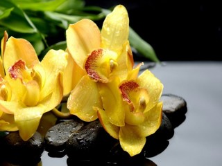 Пазл «Желтые орхидеи»
