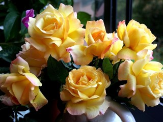 Jigsaw Puzzle «Yellow roses»