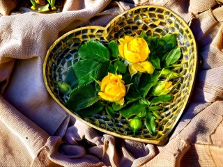 Bulmaca «Yellow roses»