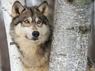 Пазл «Желтоглазый волк»