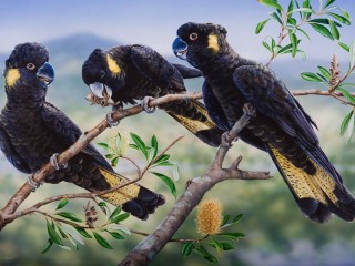 Jigsaw Puzzle «Yellow-tailed black cockatoo»