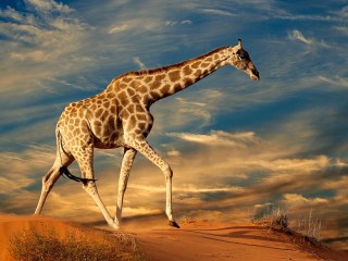 Пазл «Жираф»