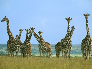 Пазл «Жирафы»