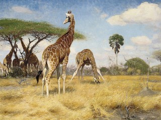 Rompecabezas «Giraffes»