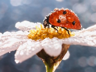 Jigsaw Puzzle «Beetle on a flower»