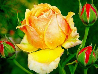 Rompecabezas «Yellow rose»