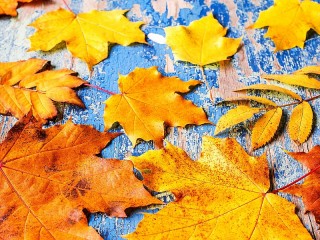 Jigsaw Puzzle «Yellow and blue»
