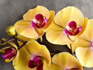 Quebra-cabeça «Yellow Orchid»