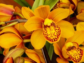 Rompecabezas «Yellow orchids»