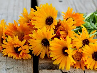 Rätsel «Yellow flowers»