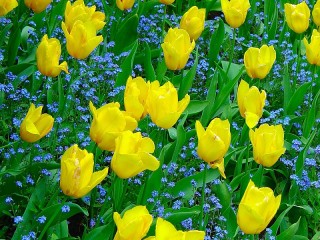 Rompecabezas «Yellow tulips»