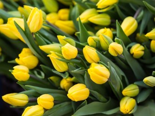 Rompecabezas «Yellow tulips»