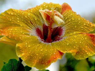 Jigsaw Puzzle «Yellow hibiscus»