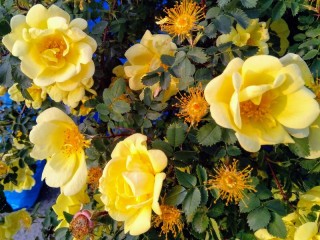 Puzzle «Yellow rosehip»