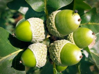 Rätsel «acorns»