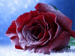 Пазл «Зимняя роза»
