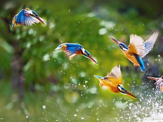 Jigsaw Puzzle «Alcedo»