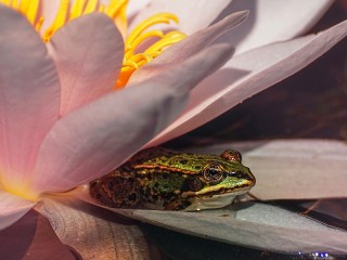 Jigsaw Puzzle «Flower and frog»