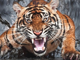 Пазл «Злой тигр»