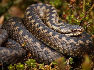 Bulmaca «Snake»