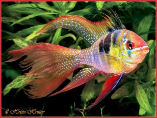 Пазл «Золотая рыбка»