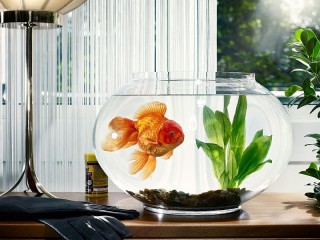 Пазл «Goldfish»
