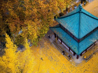 Quebra-cabeça «Golden carpet of leaves»