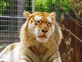 Пазл «Золотой тигр»
