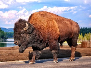 Jigsaw Puzzle «Bison»