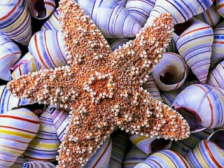 Rompecabezas «Star and shells»