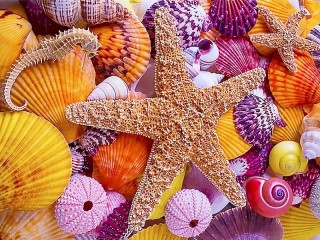 Jigsaw Puzzle «Star and shells»