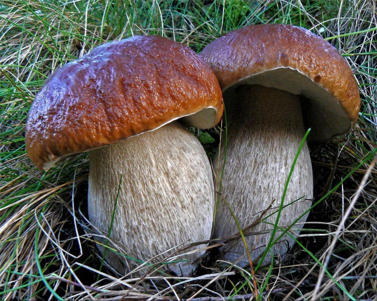 Белый гиб. Гриб Боровик. Боровик гриб и белый гриб. Боровик гриб съедобный. Boletus edulis – белый гриб.