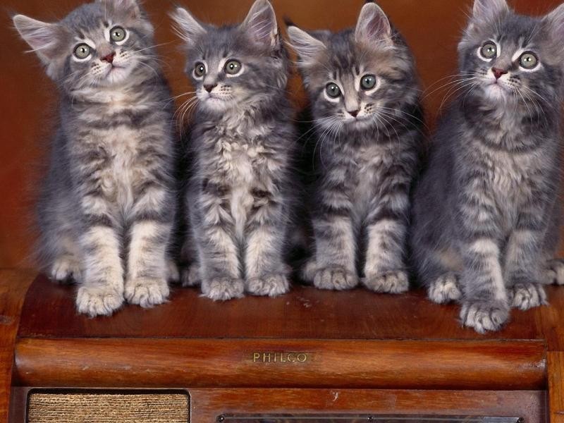 Пазл Четыре котенка
