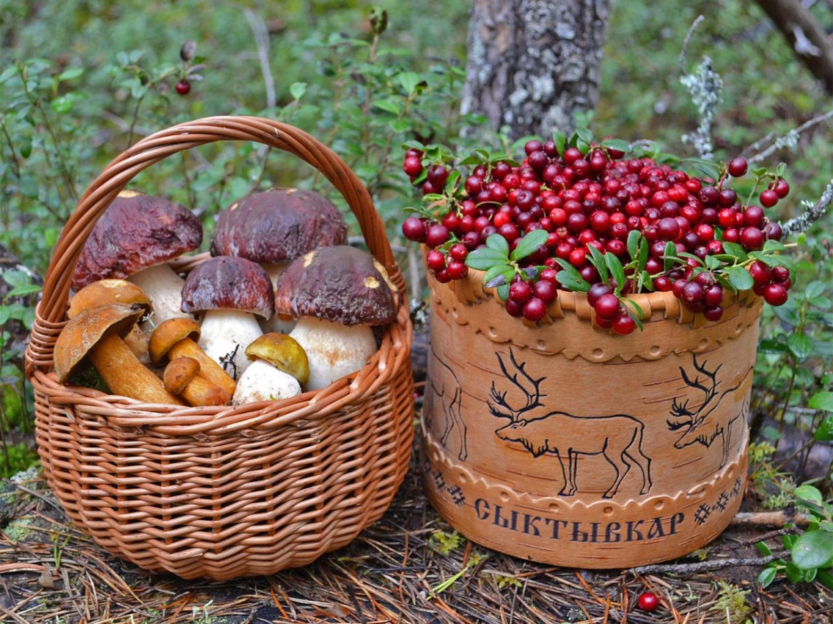 Собирание грибов и ягод
