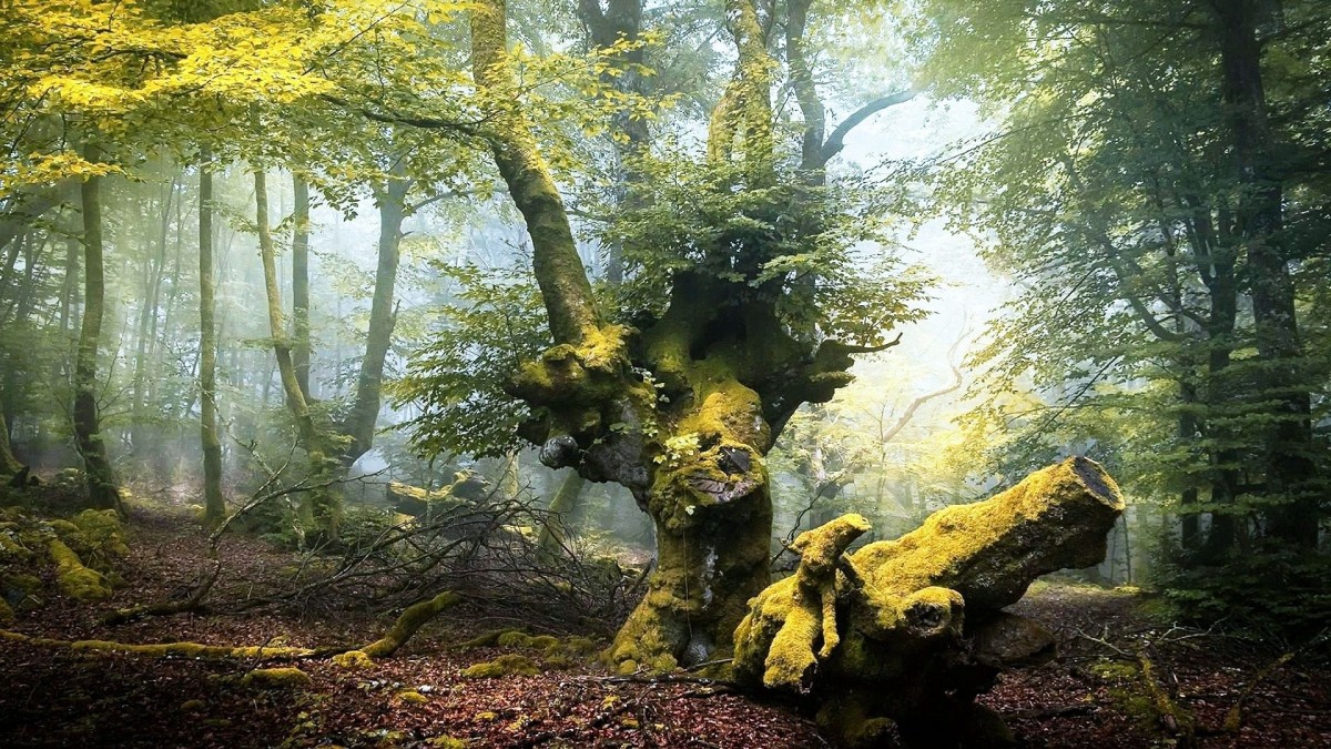 Пазл Дерево в лесу