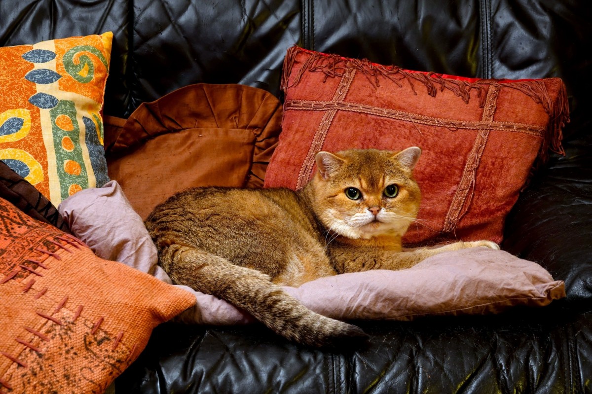 Пазл Кошка на подушках
