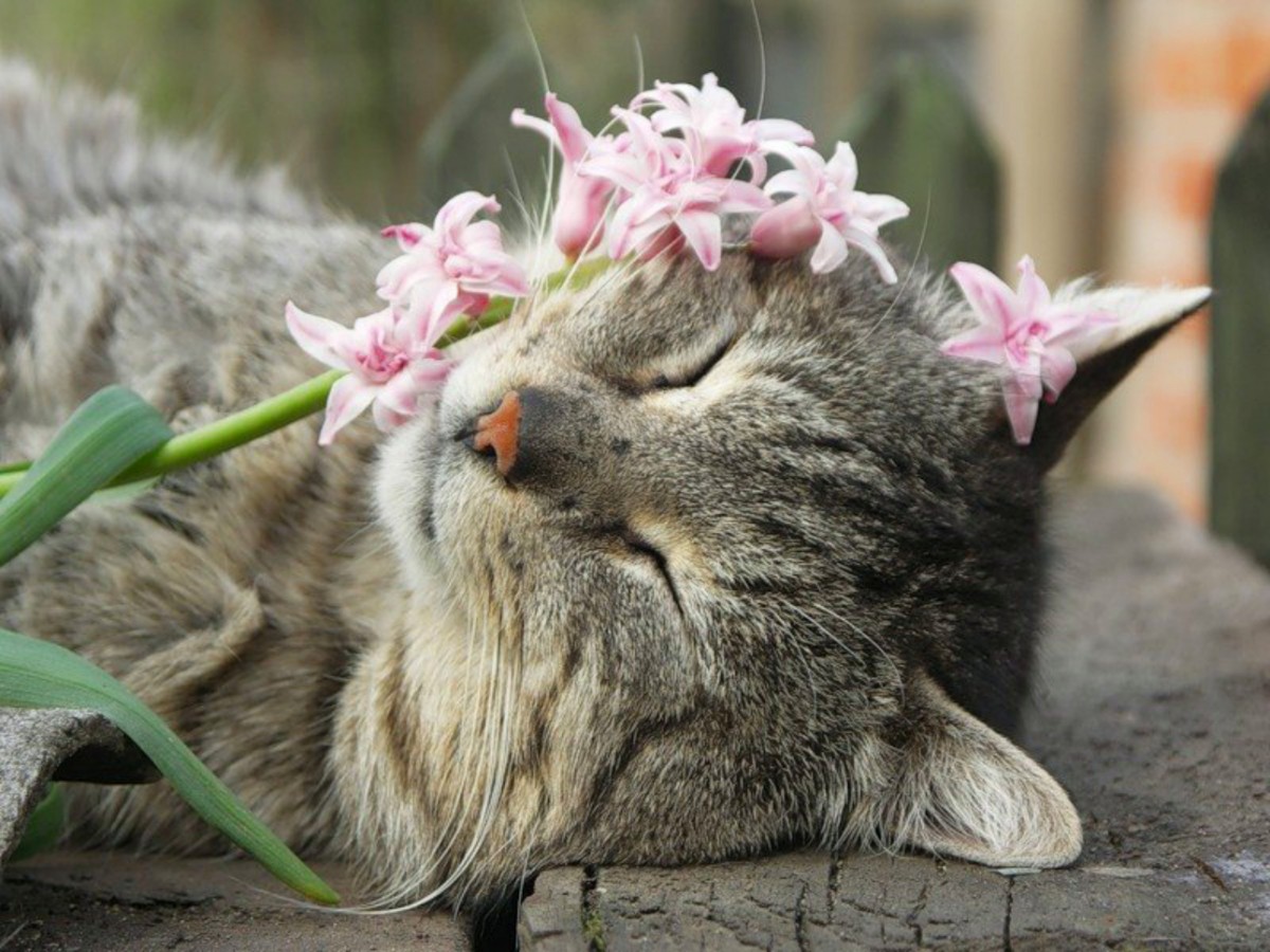 Весенняя лень. Весенняя кошка. Кошечка с цветами. Котик с цветочком.