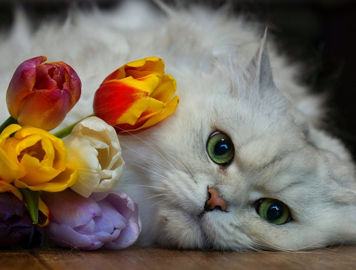 Пазл Кот и тюльпаны 