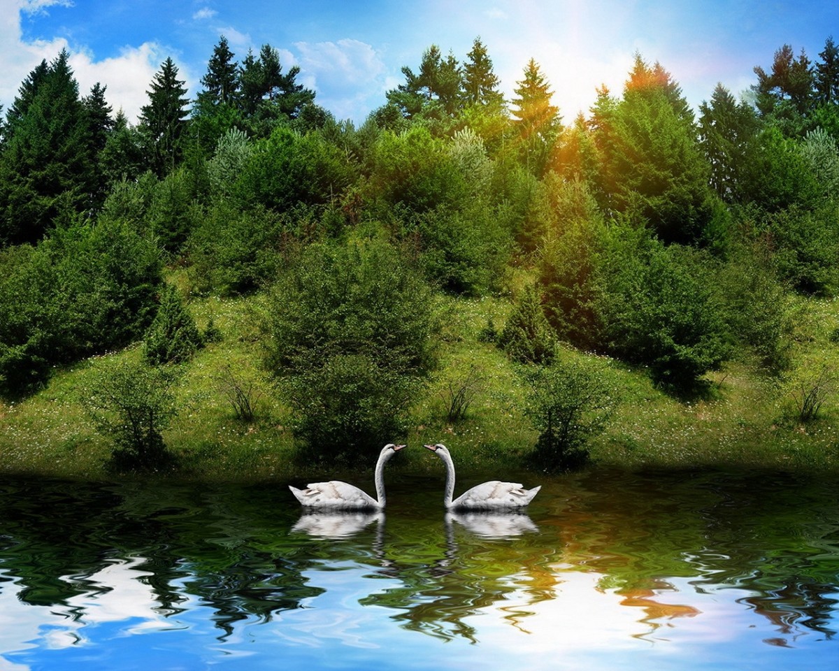 Лебединое озеро орел. Волшебное озеро Лемболово. Природа водоем. Птицы на озере. Лебеди на озере.