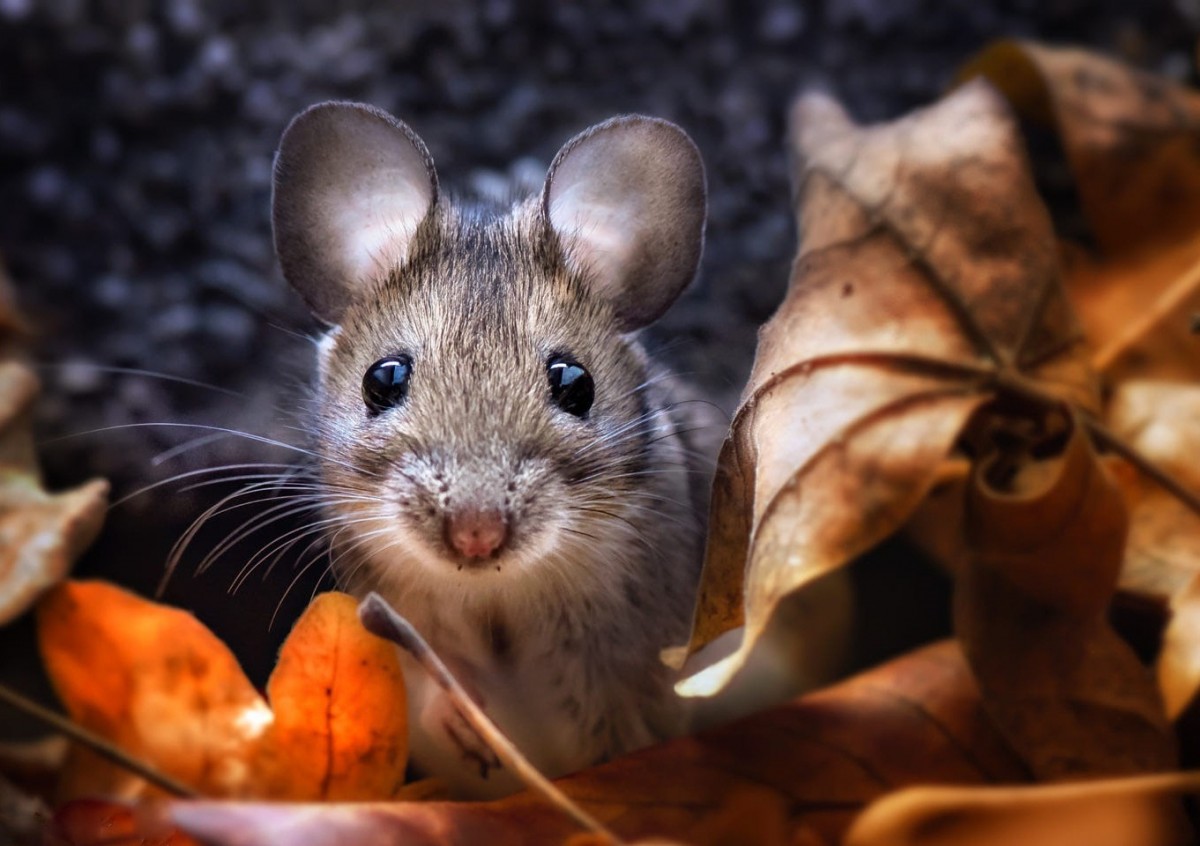 Пазл Мышь в листьях