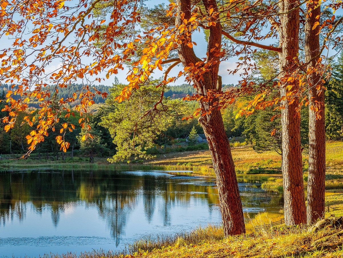 Пазл Осенний пейзаж 