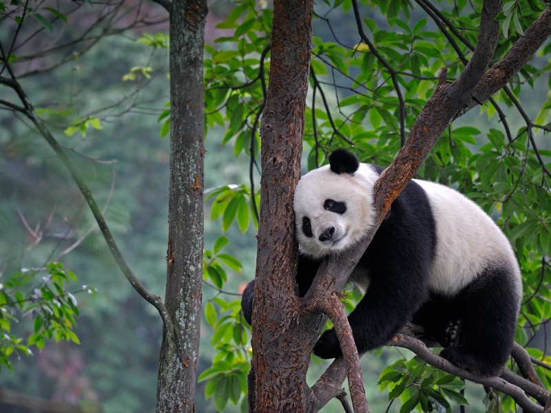 Онлайн пазл «Панда на дереве»