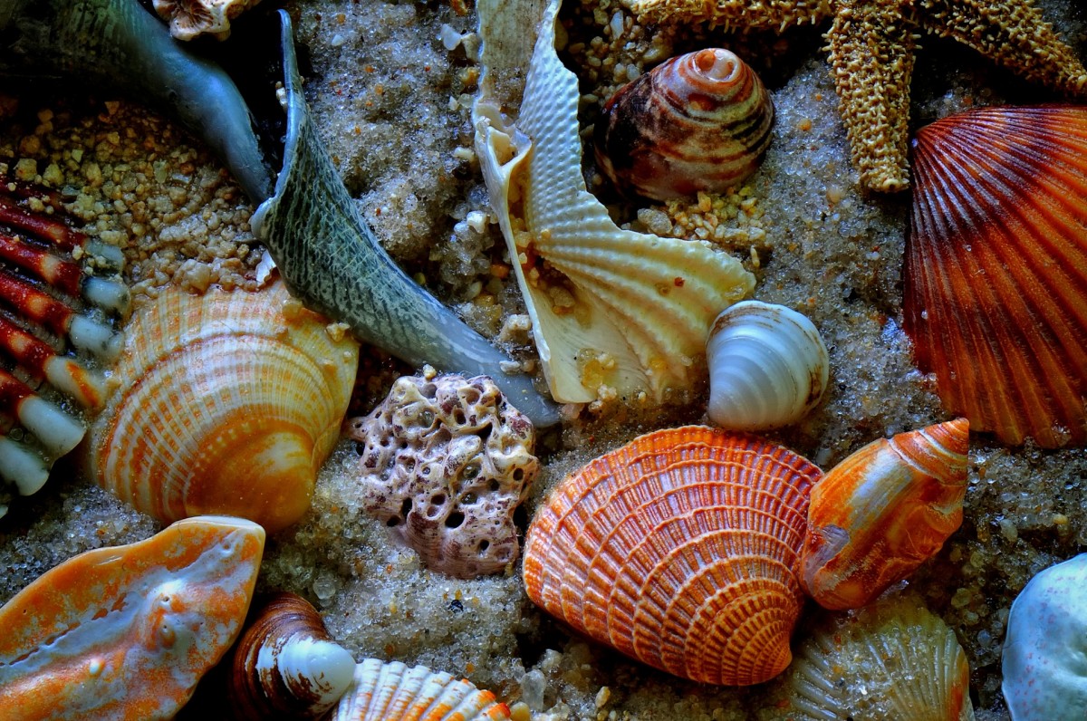 Ракушка на дне. Морская раковина. Ракушки морские. Морские моллюски. Красивые ракушки.